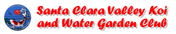 Santa Clara Vally Koi and Water Garden Club