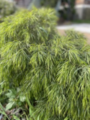 Cousin Itt Acacia - Tamate Landscaping