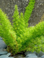 Asparagus Fern