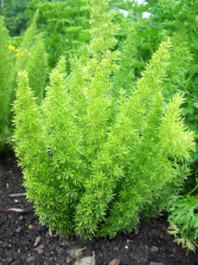 Asparagus Fern