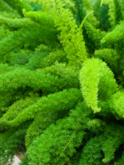 Asparagus Fern