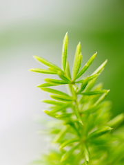 Asparagus Fern