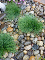 Blue Fescue in river pebble landscape bedding - Tamate Landscaping