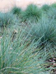 Blue Fescue