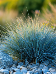 Blue Fescue