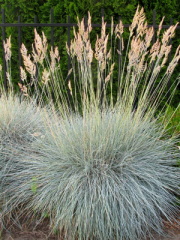 Blue Fescue in full bloom