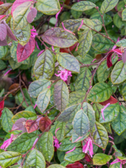 Chinese Fringe Flower Leaves