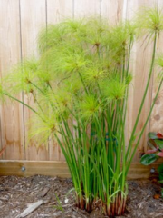 Egyptian Paper Reed - Cyperus Papyrus