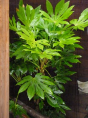 Fatsia Japonica