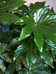 Fatsia Japonica Leaves Close Up