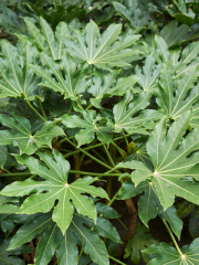 Fatsia Japonica Leaves