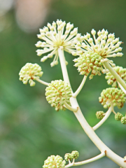 Fatsia Japonica Flowers