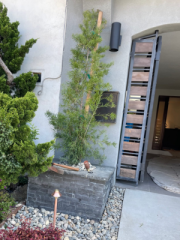 Planted Fern Pine in a Basalt Planter