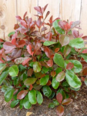 Fraser’s Photinia