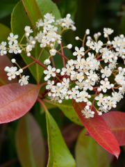 Fraser’s Photinia Flowers Closer