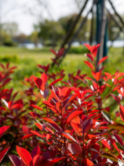 Fraser’s Photinia Leaves In Sun