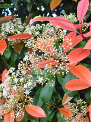 Fraser’s Photinia Flowers