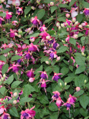 Fuchsia Thymifolia Flowers