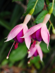 Fuchsia Thymifolia Flowers Close Up