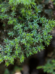 Hollywood Juniper Close Up