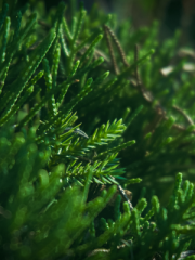 Hollywood Juniper Close Up