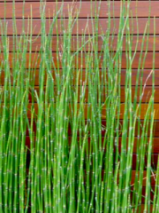 Horsetail Reed Grass