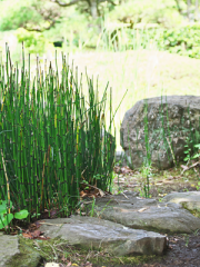 Horsetail Reed Grass in a Rock Garden