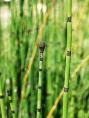 Horsetail Reed Grass Close Up