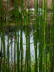 Horsetail Reed Grass