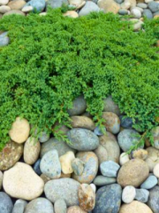 Japanese Garden Juniper - Juniperus Procumbens Nana