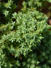 Japanese Garden Juniper Close Up