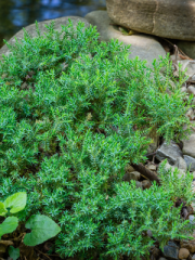 Japanese Garden Juniper Growing Over Rocks