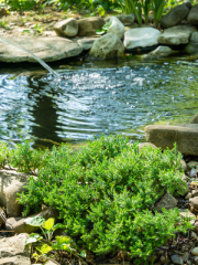 Japanese Garden Juniper Near a Pond