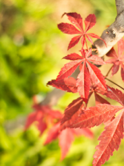 Japanese Red Maple Leaves in Sunlight