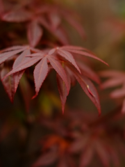 Japanese Red Maple Leaves Close Up