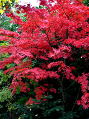 Bright Japanese Red Maple Leaves