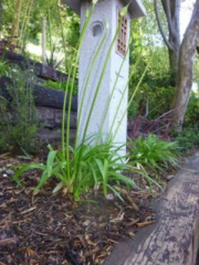 Lily of the Nile Flower