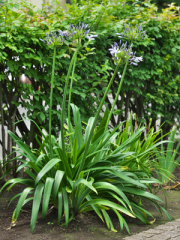 Lily of the Nile Flower