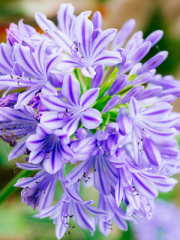 Lily of the Nile Flower Up Close