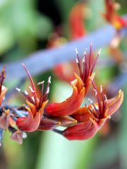 Maori Maiden Flowers