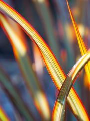 Maori Queen Leaves, Close Up in Sunlight