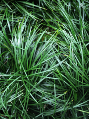 Mondo Grass Close Up