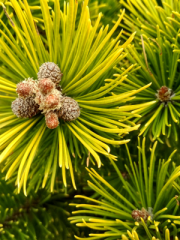 Mugo Pine Close Up