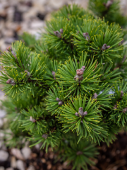 Mugo Pine Close Up