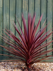 Pink Electric Cordyline