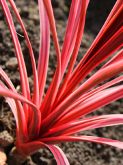 Pink Electric Cordyline in Sunlight