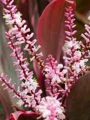 Pink Electric Cordyline Flowers