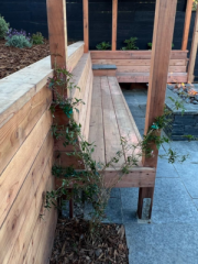 Pink Jasmine Planted to Grow Over the Pergola