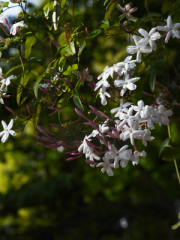 Pink Jasmine Flowers Close Up