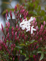 Pink Jasmine Flowers Close Up